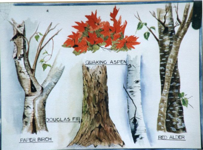 Bark-of-Trees