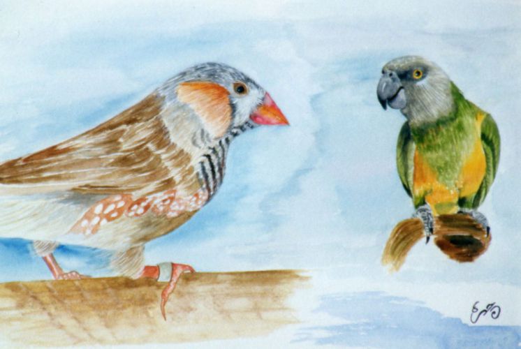 Birds