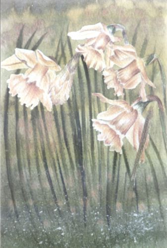 Daffodils