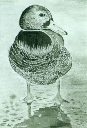 Duck-in-the-Rain