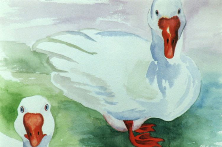 Ducks-on-grass
