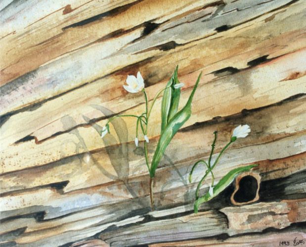 Flower-in-the-Wood
