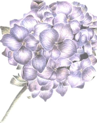 Hydrangeas