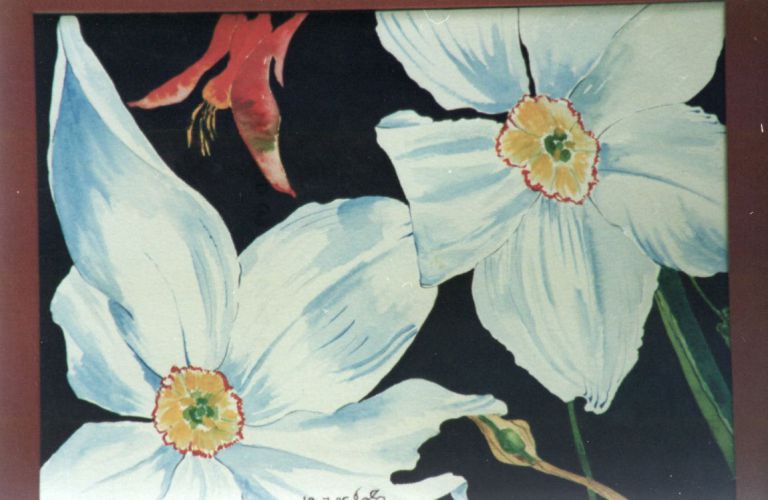Narcissus