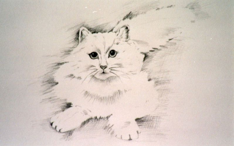 Persian-Cat