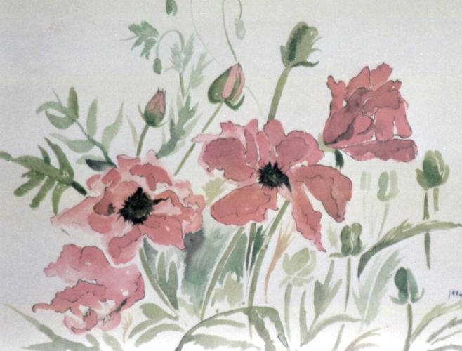 Poppies