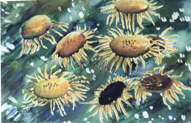 Sunflowers