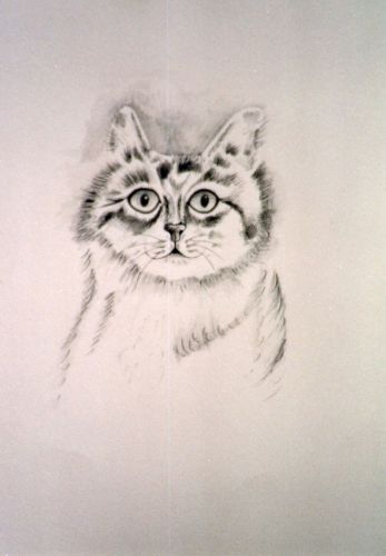 The-Cat