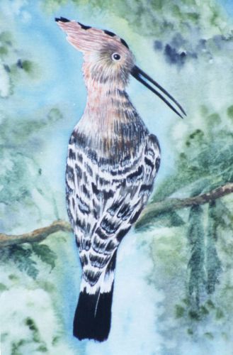 The-Hoopoe