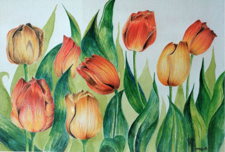 The-Tulips
