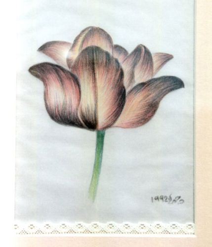 Tulips-No1