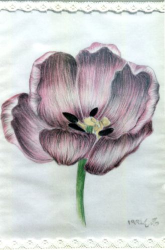 Tulips-No2