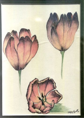 Tulips-No3
