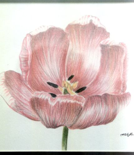 Tulips-No4
