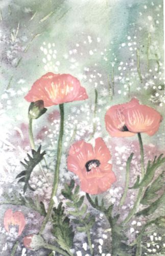 Wild-Poppies
